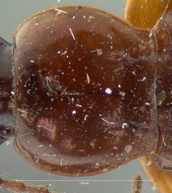 Media type: image;   Entomology 5652 Aspect: pronotum dorsal